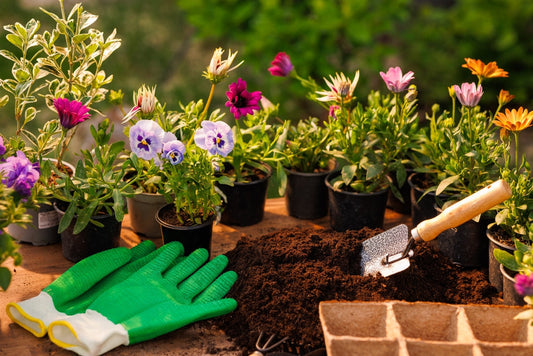 Best Perennial Plants for Clay Soil