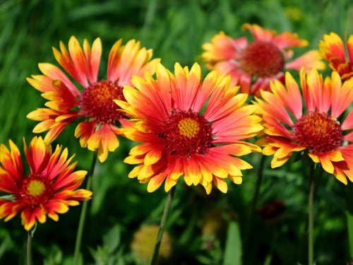 Your Guide to Planting Blanket Flower: Tips & Tricks - TN Nursery