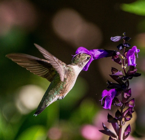 Iridescent green hummingbird hovers by purple salvia in rewilded pollinator lawn