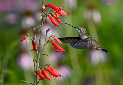 How to Attract Pollinators with Native Plants - A Complete Guide