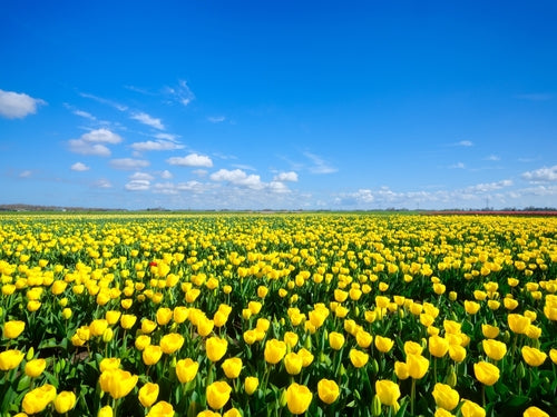 Vibrant yellow tulips with glossy petals and green stems, spring perennial