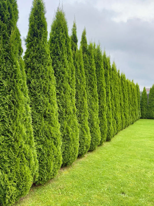 Tall uniform conical green evergreen trees for year-round privacy