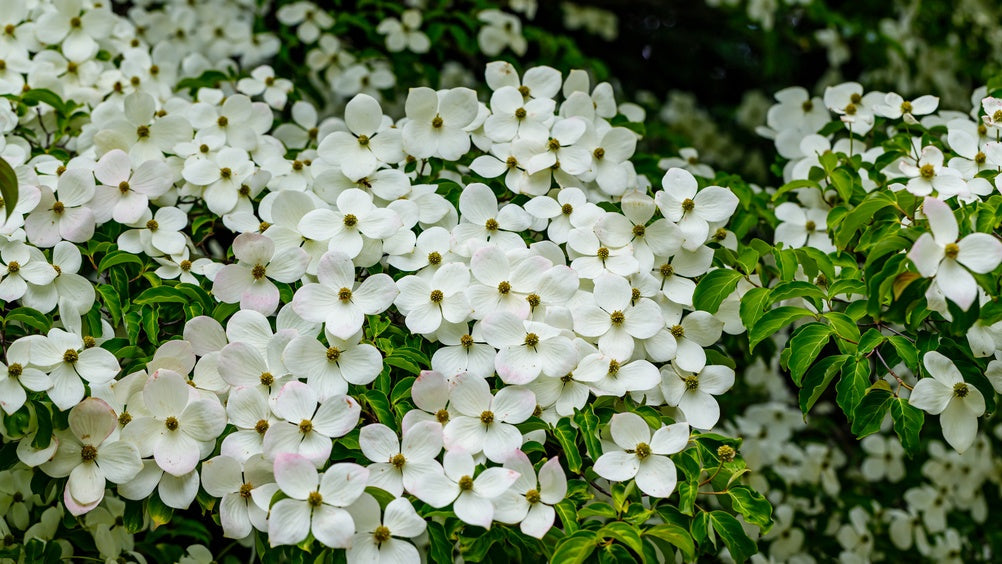 Blossoming white dogwood tree with full branches in dark forest, best for 2021