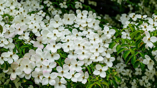 Blossoming white dogwood tree with full branches in dark forest, best for 2021