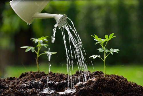 White plastic watering can pouring water on fast-growing young green plants