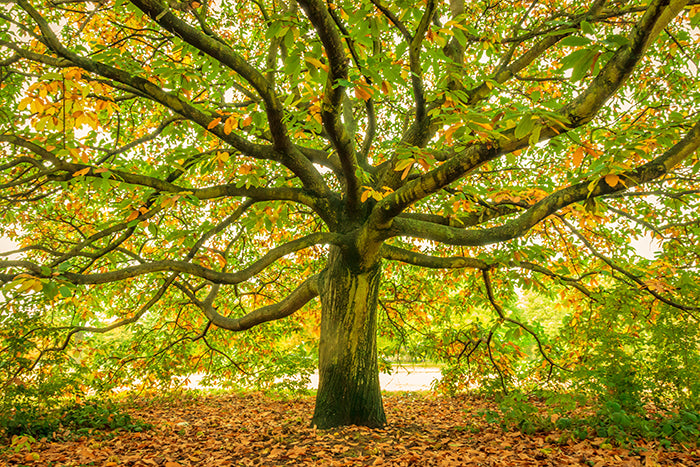 Oaks Are A Keystone Species