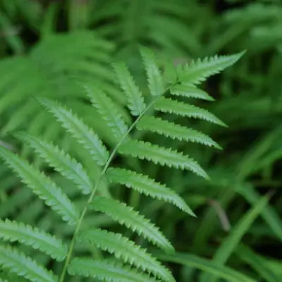 Smallest Ferns Under Three Feet - TN Nursery