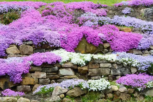 Spring Blooming Plants at TN Nursery - TN Nursery