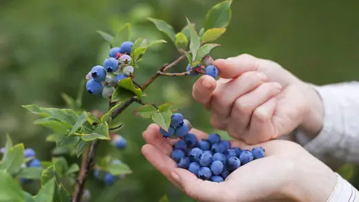 Strawberry, Raspberry and Blueberry Plants - TN Nursery