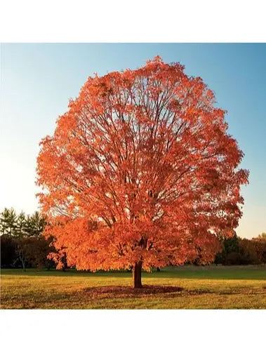 Sugar Maple Trees - Facts, Description and Uses - TN Nursery