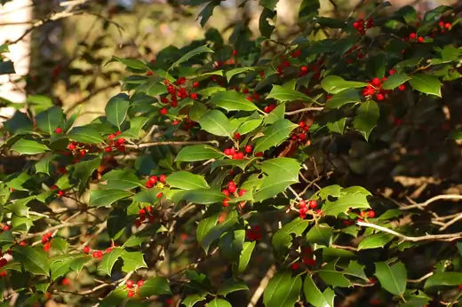 Swamp People's Troy Landry's Choice - TN Nursery