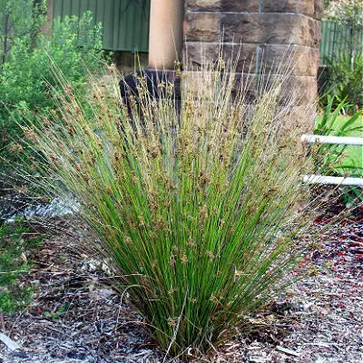 The Beautiful Green Bulrush - TN Nursery