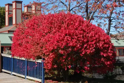 A large burning bush shrub from TN Nursery