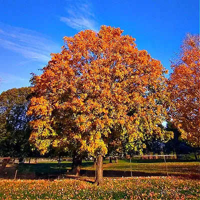 The Colorful Silver Maple Trees - TN Nursery