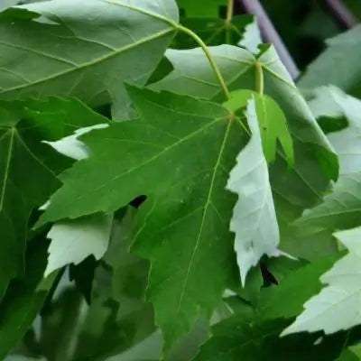 The Elegant Silver Maple Tree - TN Nursery