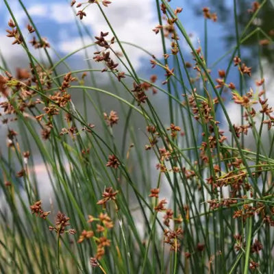 The Infamous Smooth Cordgrass - TN Nursery