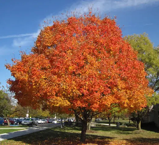 The Legacy Sugar Maple - Facts | TN Nursery - TN Nursery