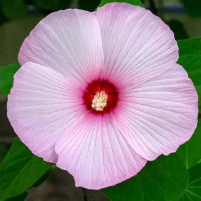 The Marsh Hibiscus - TN Nursery