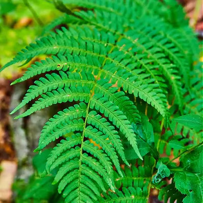 The New York Fern: A Plant for All Seasons - TN Nursery