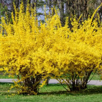 The Remarkable Forsythia Plants - TN Nursery