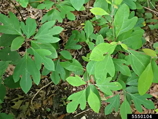 The Sassafras Tree - A Perfect Addition to Your Garden - TN Nursery