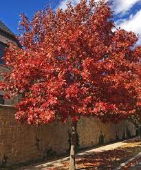 Vibrant red maple tree with dense foliage against blue sky on stone wall