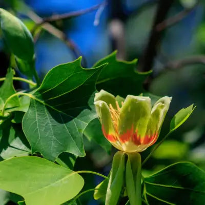 The Tulip Poplar Tree | Facts and Information - TN Nursery