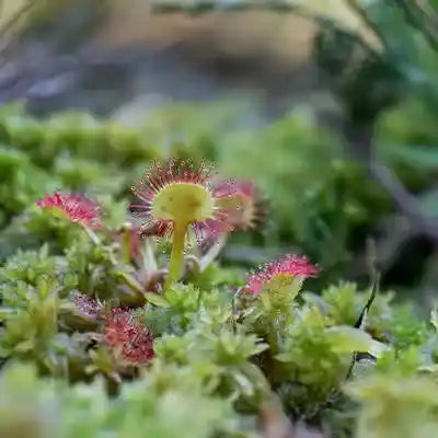 Vibrant red yellow sundew with sticky tentacles on green moss in wetlands