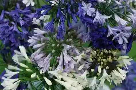 Vibrant purple, lavender and white agapanthus bouquet for perennial gardens