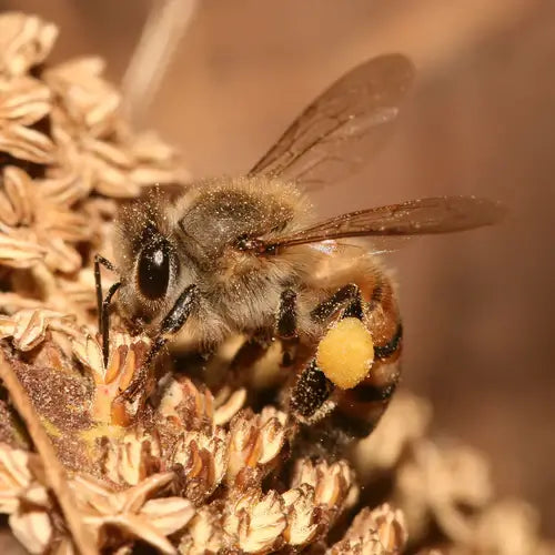 Tips to Grow Your Own Honey - TN Nursery