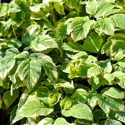 TN Nursery - Bishops Weed Plant - TN Nursery