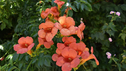 Trumpet Creeper - Planting and Caring - TN Nursery