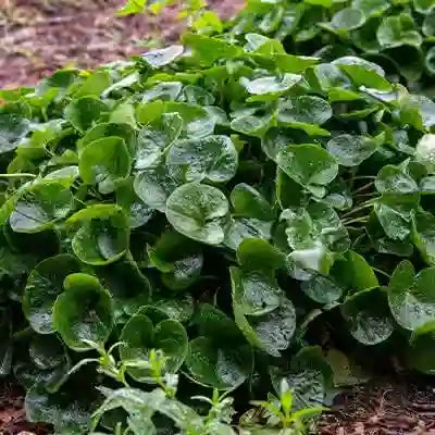 Unlocking the Secrets of the European Ginger Plant: A Guide to Growing and Using this Medicinal Herb - TN Nursery