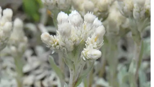 Uses For The Pussy Toes Plants - TN Nursery