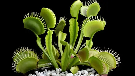 Venus Flytraps - Fact and Information | - TN Nursery