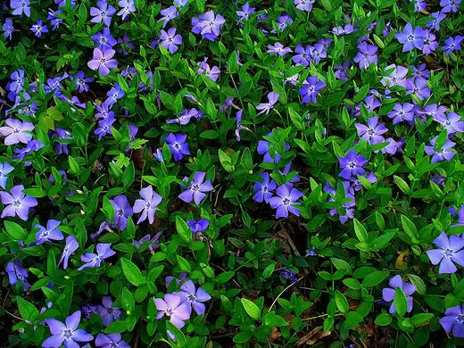 Vinca Minor Likes All Sun Options - TN Nursery