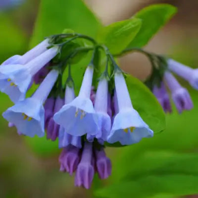 Virginia Bluebell Plant Information - TN Nursery