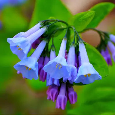 Virginia Bluebell - TN Nursery