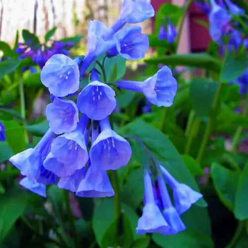 Virginia Bluebells | TN Nursery | TN Nursery - TN Nursery