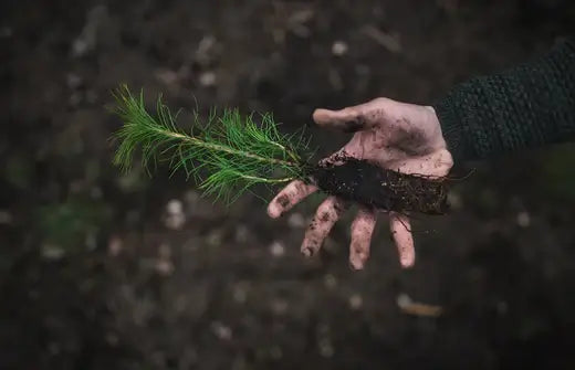 Virginia Pine Seedlings - TN Nursery