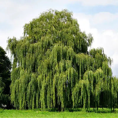 Weeping Willow The Majestic Tree - TN Nursery