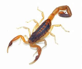 Detailed garden scorpion with dark brown amber exoskeleton