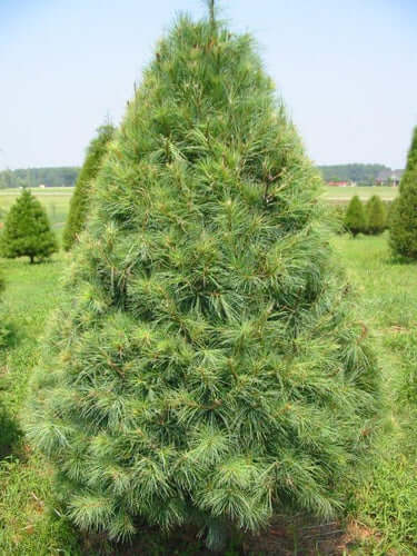 White Pine Trees - TN Nursery