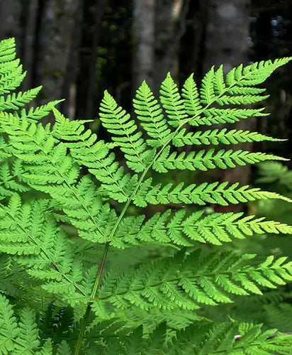 Wild Fern Plants, a Forest and Woodland Native - TN Nursery