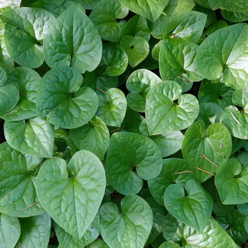 Wild Ginger Is A Low Growing Shade Perennial - TN Nursery