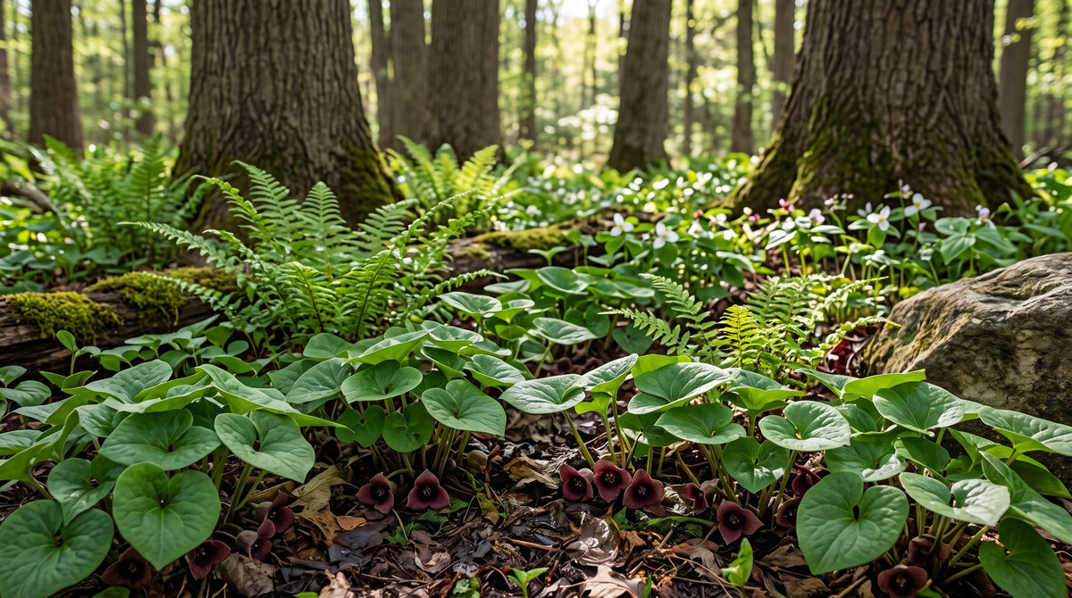 Wild ginger with heart-shaped leaves and ferns covering the ground in a shaded woodland garden bed