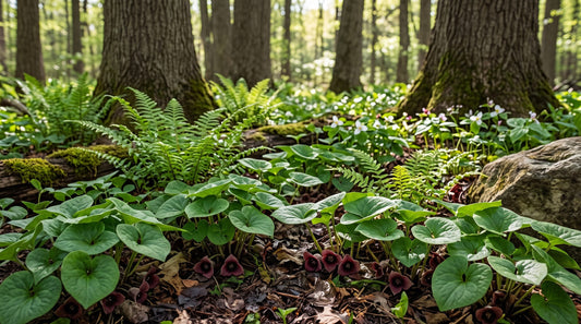 Wild ginger with heart-shaped leaves and ferns covering the ground in a shaded woodland garden bed