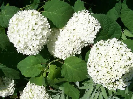 Wild Hydrangea - How to Plant and Care - TN Nursery