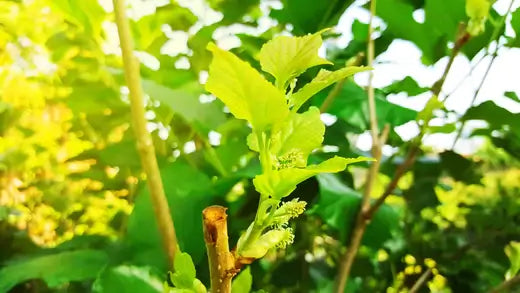 Yellow Leaves on Fruitless Mulberry? - TN Nursery