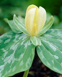 Yellow trillium flower with waxy petals and variegated green leaves